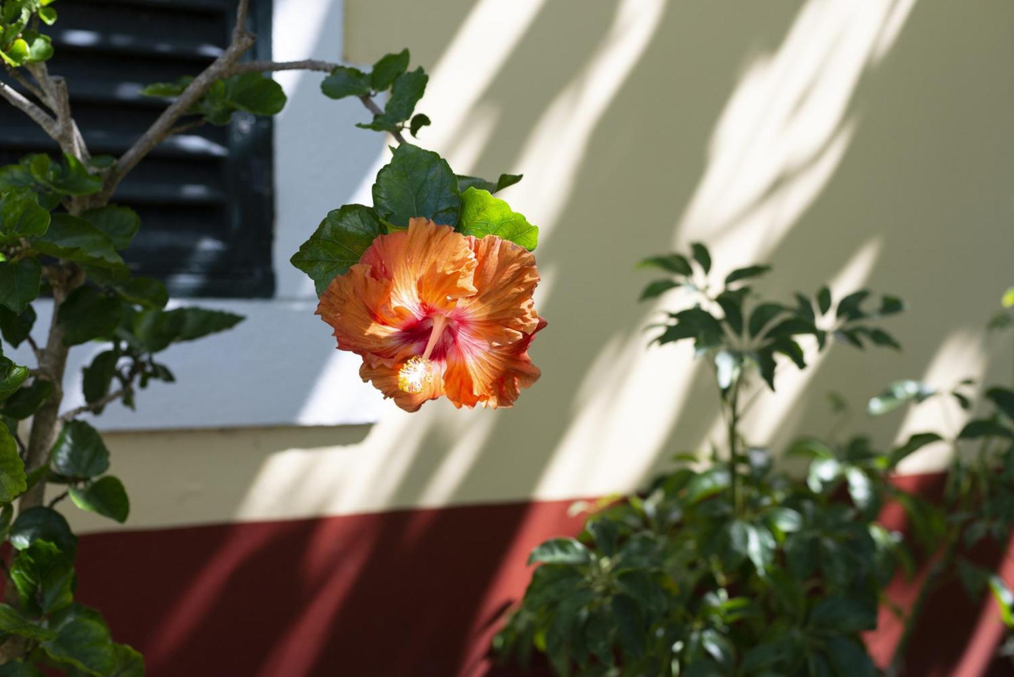 Quinta Hortensias Alloggio per agriturismo Arco de São Jorge